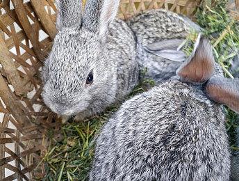 《赛博朋克2077》资深设计师加入《神鬼寓言4》开发团队